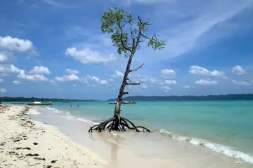A mangrove tree standing in shallow turquoise water at the edge of a white sand beach in Havelock Island