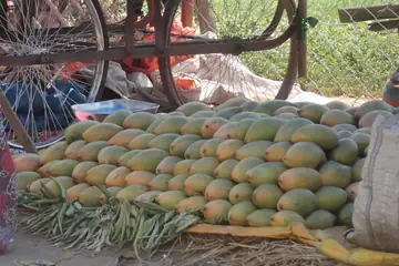 Rows of green-yellow Totapuri mangoes piled on a handcart