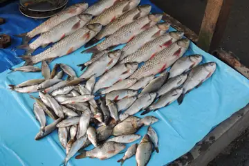 A market seller's rows of silver river fish laid out on a blue sheet in Roing