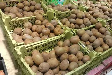 Brown kiwi fruit heaped in green plastic crates on a shop counter