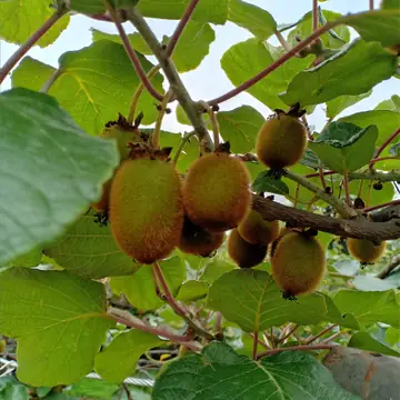 A cluster of brown kiwi fruits hanging among green leaves on the vine