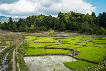 Green and flooded paddy plots divided by bamboo fences in Ziro, with farmers at work
