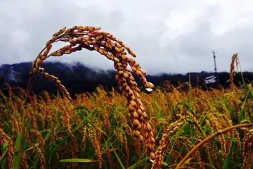 A golden ripe rice ear bent over a field of ripening rice, with a drop of dew on it