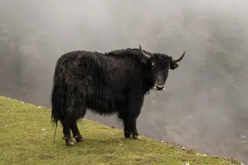 A black yak with long shaggy hair and curved horns standing on a grassy hillside in mist