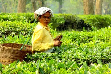 A woman in a yellow top and white headcloth plucking tea leaves, a cane basket on her back, among green tea bushes