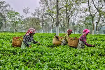 Three women with cane baskets on their backs plucking tea leaves from bright green bushes in Dibrugarh