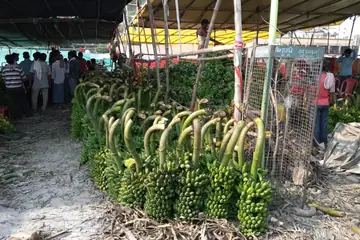 Hajipur ki kele ki mandi mein tirpaal ki chhat ke neeche panktiyon mein jamayi hui hare kele ki ghaudein