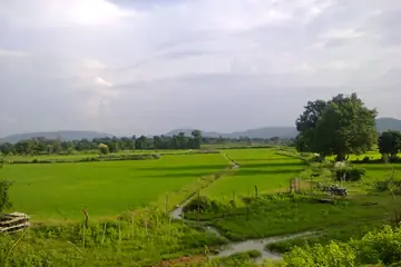 Green paddy fields with a ditch, a tree and low hills behind, near Kanker in Chhattisgarh