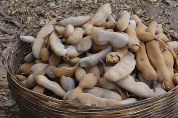 A round cane basket heaped with tamarind pods picked from a forest in Dhamtari