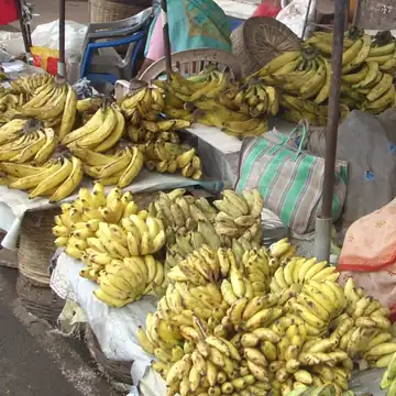 Bunches of yellow bananas laid out on a market table under a blue tarpaulin in Mapusa, Goa