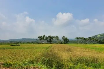 A wide paddy field, green and gold, with a line of coconut palms and low hills behind, at Raia, Goa
