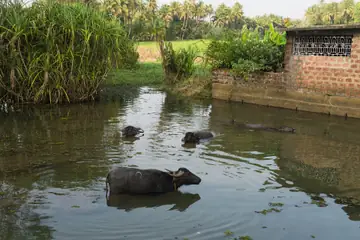 Water buffaloes standing in a pond beside a brick wall and sugar-cane, with palms behind, at Parcem, Goa