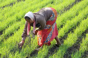 A woman in a pink printed sari bending to work in a green field
