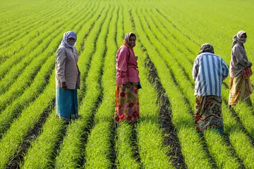 Four women in bright clothes walking between rows of young wheat.