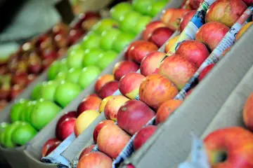 Rows of red and green apples packed in cartons lined with newspaper