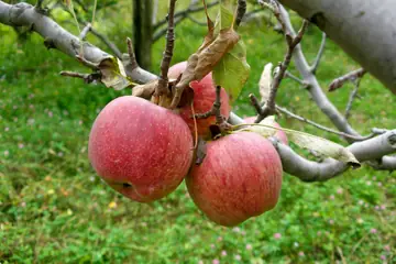 Three red apples hanging on an apple branch above green grass in Manali