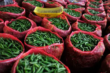 Red net sacks packed with green peas in their pods