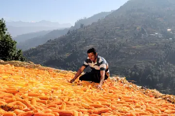 A man kneeling on a hillside spread with orange maize cobs laid out to dry, terraced hills behind
