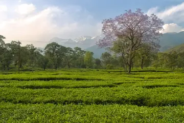 Rows of a bright green tea garden with tall trees and snow mountains behind, in the Kangra valley