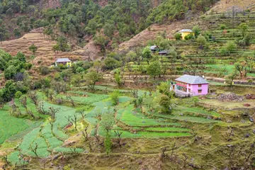 Green terraced fields on a hillside in Mandi district, with a few houses among the fruit trees