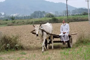 पंचकूला, हरियाणा में जुते खेत के पास बैलगाड़ी पर बैठा सफ़ेद कपड़ों में एक बुज़ुर्ग किसान