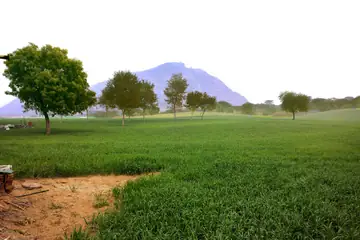 A field of young green wheat with trees and a low hill behind it