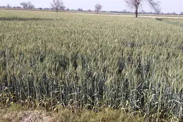 हरियाणा में हल्के आसमान के नीचे पकते गेहूँ का चौड़ा खेत