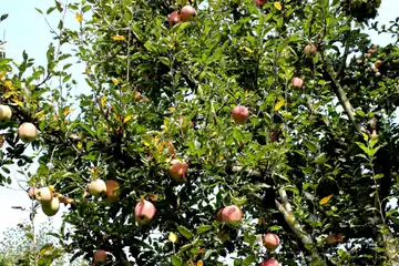 Red and green apples ripening on a leafy branch