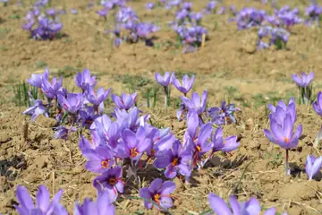 Purple saffron flowers with red threads, growing in a ploughed field.