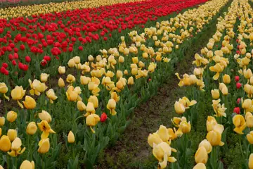 Rows of red and yellow tulips in bloom in a garden.