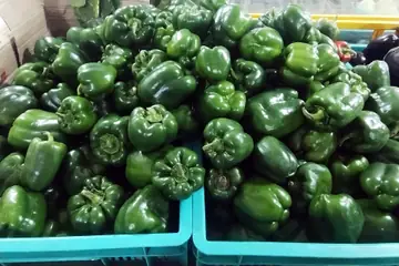 A heap of fresh green capsicums in blue crates at a market in Bangalore