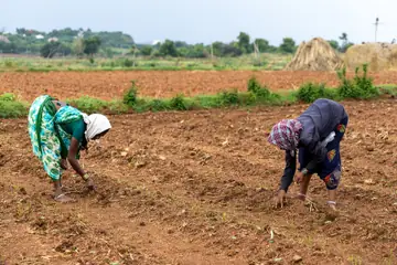 Two women bending to sow a ploughed red-brown field in Karnataka