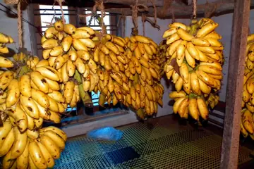 Bunches of ripe poovan bananas hanging in a Kerala shop