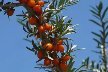 Orange sea buckthorn berries on a thorny branch against a blue sky