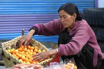 A woman crouching over a wicker basket of small orange fruit, sorting it with both hands