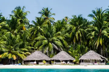 A grove of tall coconut palms behind three thatched huts on a white beach at Bangaram
