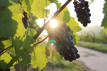 Bunches of dark grapes hanging on a vine in the sun in Nashik
