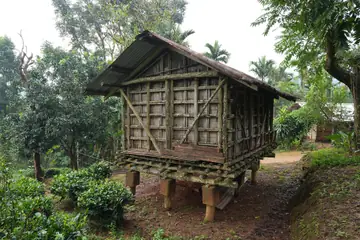 A bamboo and wood store house on stilts among trees and tea bushes at Sasatgre in West Garo Hills