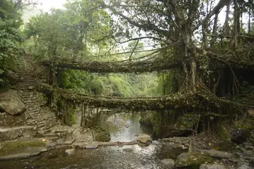 Two living root bridges over a rocky stream in a green forest at Nongriat in East Khasi Hills