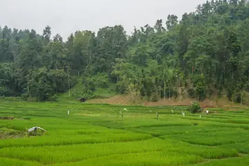 A green paddy field below a wooded hill at Jirang in Ri-Bhoi