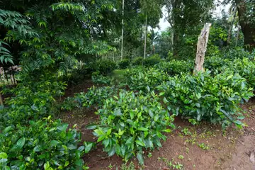 Tea bushes in a green garden under trees at Sasatgre in West Garo Hills