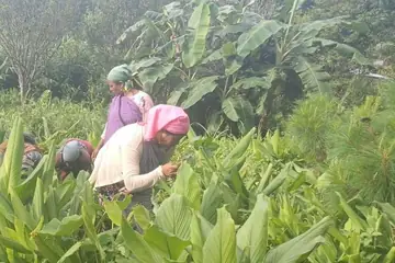 Women bending to weed a field of turmeric plants in Meghalaya