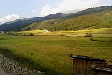 Golden rice fields in a wide valley in Senapati, with a wooden hut and forested hills behind