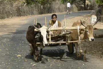 A girl sitting in a bullock cart pulled by two bullocks along a village road in Umaria district