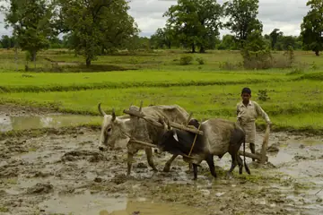 A farmer ploughing a flooded green paddy field behind a pair of oxen in Umaria district