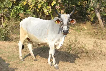 A white cow with horns and an ear tag standing on dry ground in front of trees near Bhopal