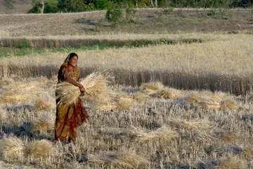A woman in a saree holding a sheaf of cut wheat in a harvested wheat field in Raisen district