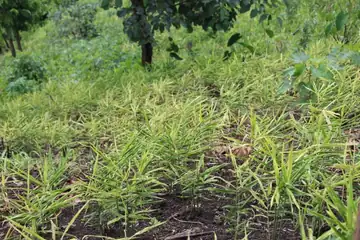 Rows of green ginger plants growing under trees on a hillside in Mizoram