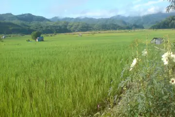 A wide green paddy field in a valley with hills behind