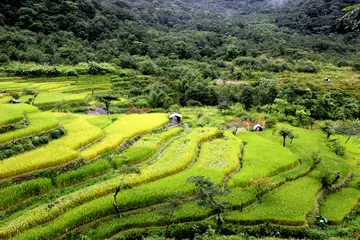Bright green terraced rice fields curving down a hillside below forest at Khonoma, Nagaland